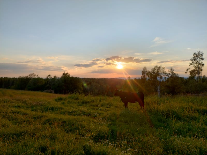 Aberdeen Angus Kyr