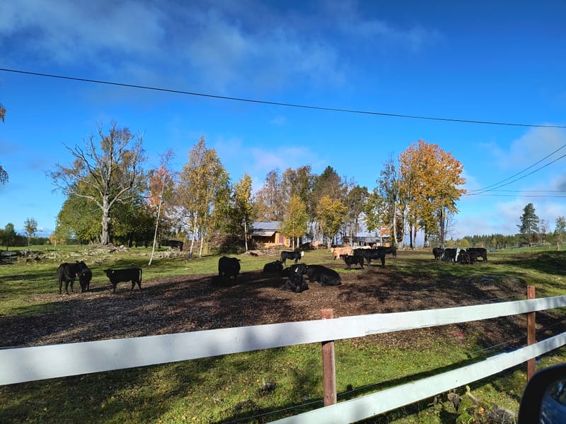 Aberdeen Angus Kyr