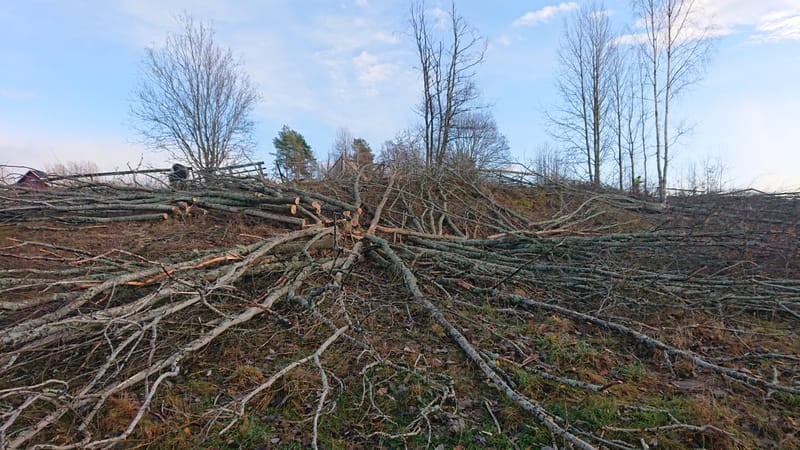 Skogbruksarbeid/rydding