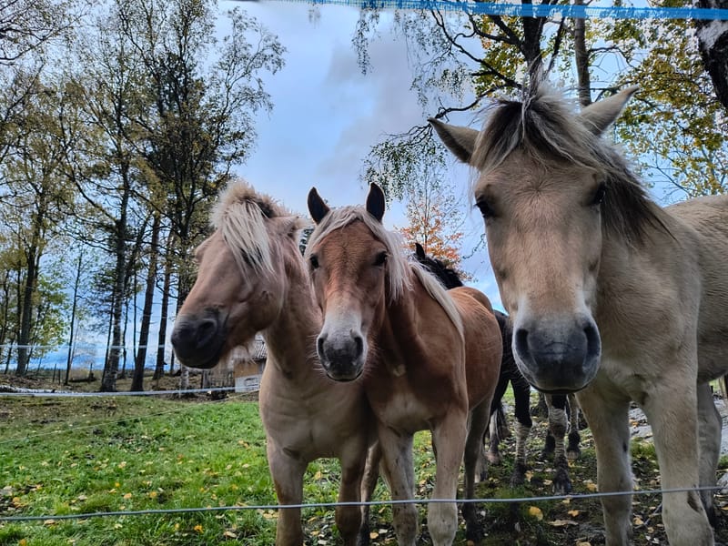 Hestebarnehagen og Sommerbeite