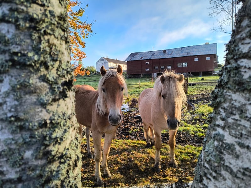 Hestebarnehagen og Sommerbeite