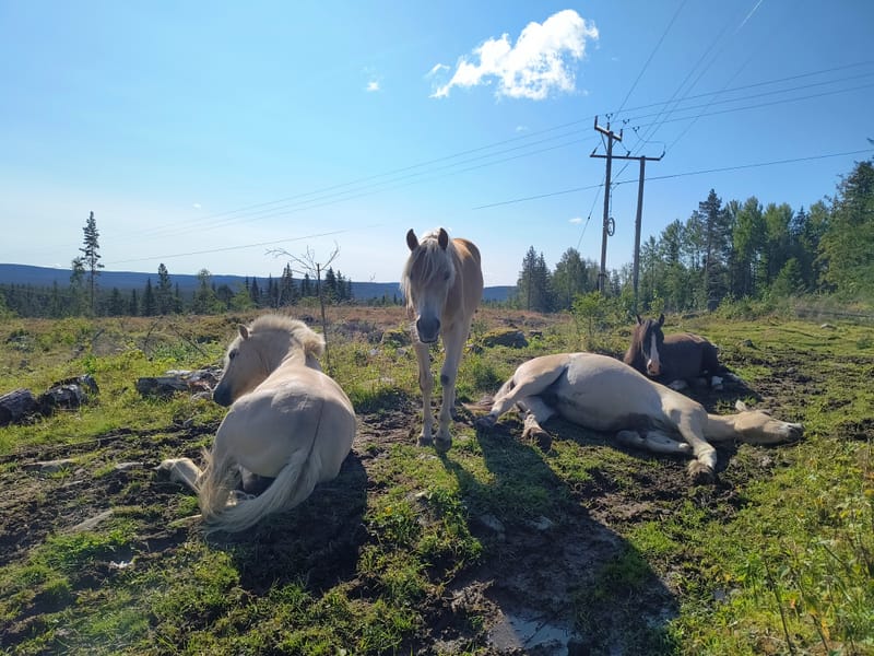 Hestebarnehagen og Sommerbeite