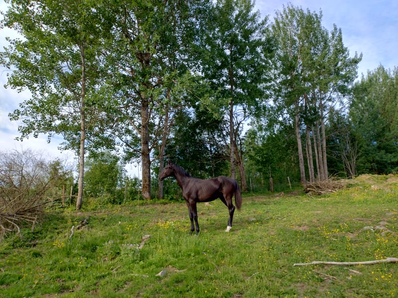 Hestebarnehagen og Sommerbeite