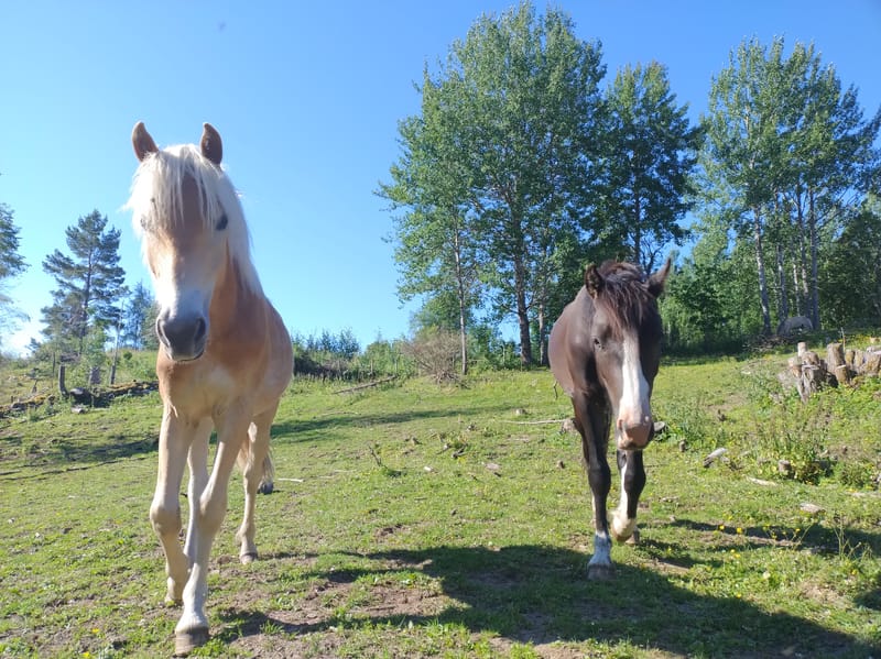 Hestebarnehagen og Sommerbeite