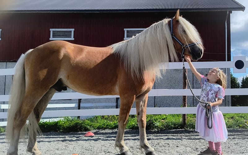 Hest på fõr