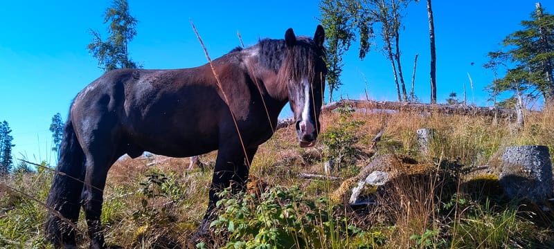 Hest på fõr