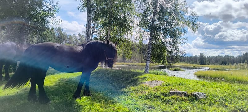 Hest på fõr
