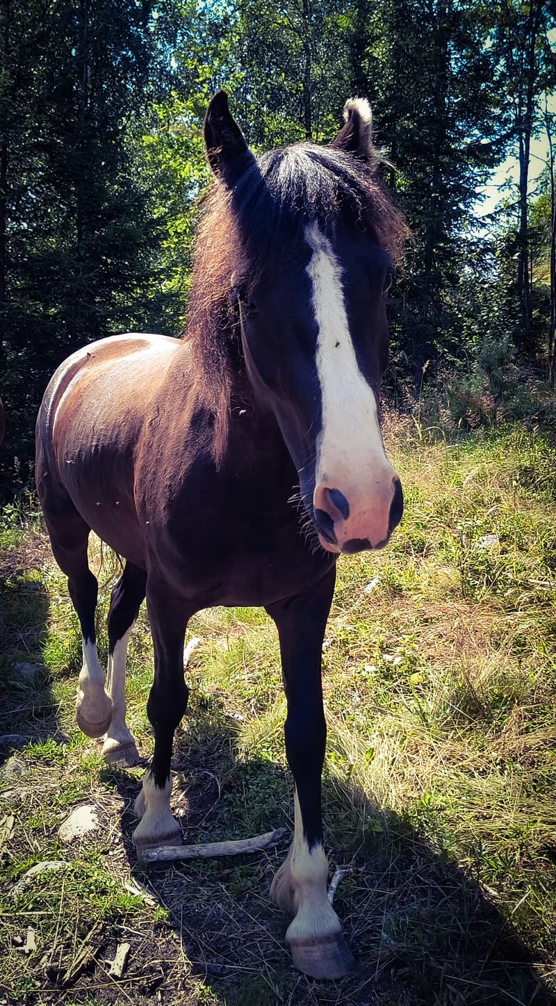 Hest på fõr