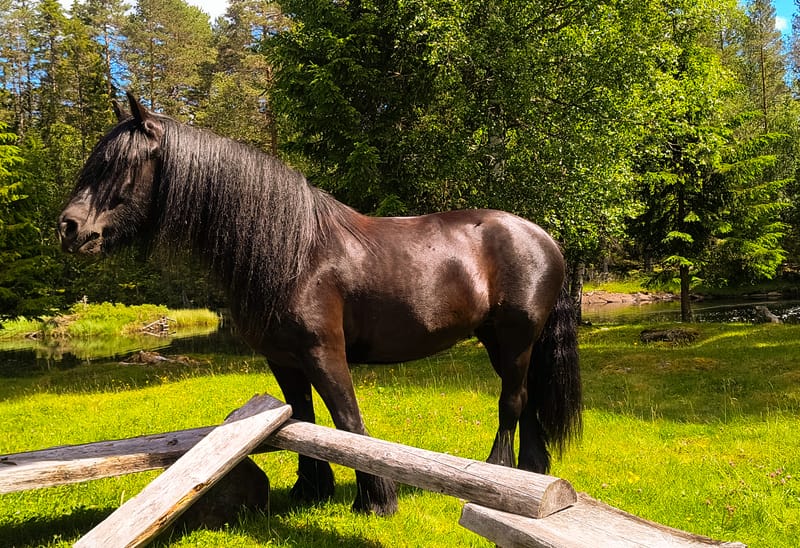 Hest på fõr