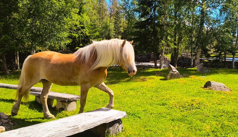 Hest på fõr