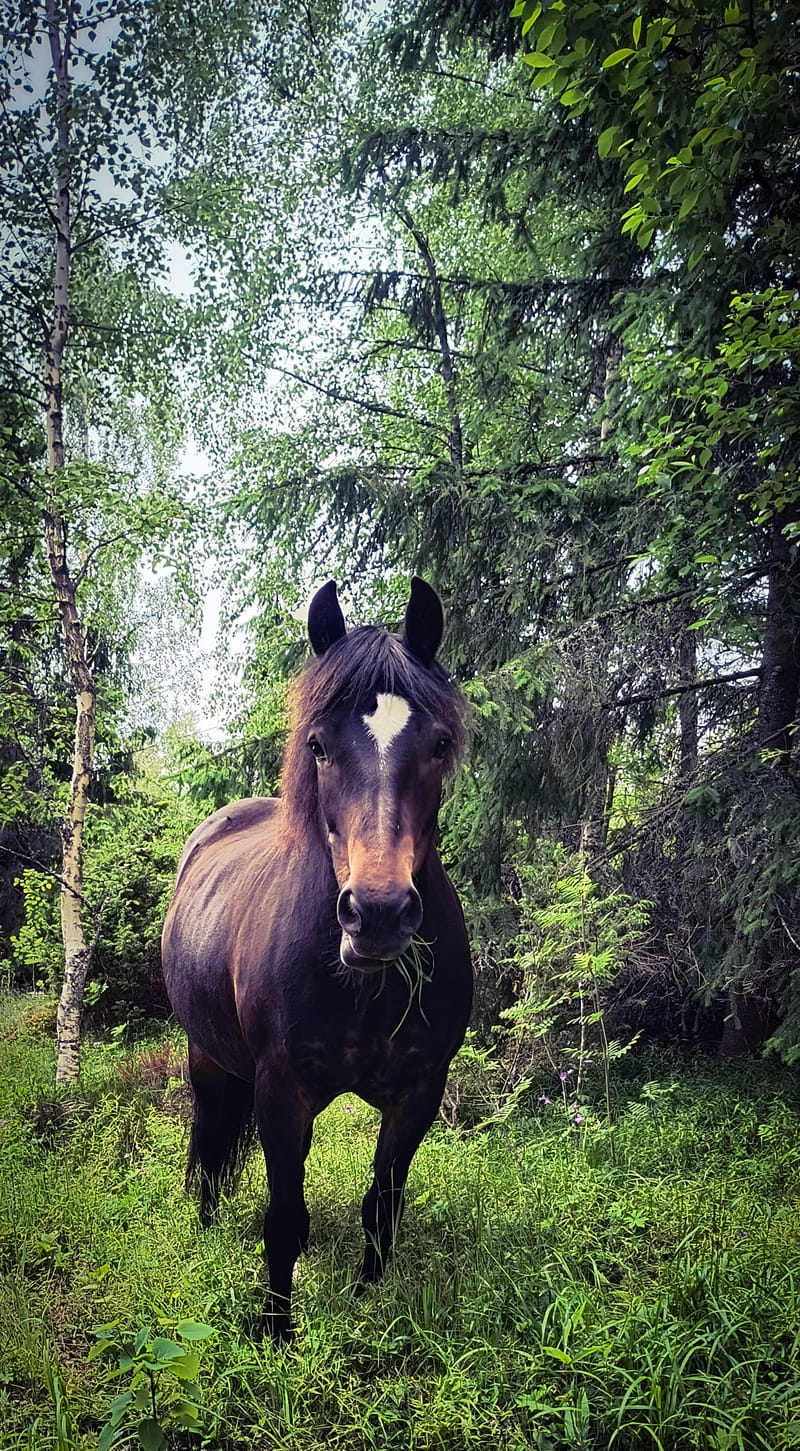 Hest på fõr