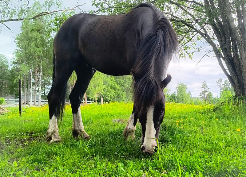 Hest på fõr