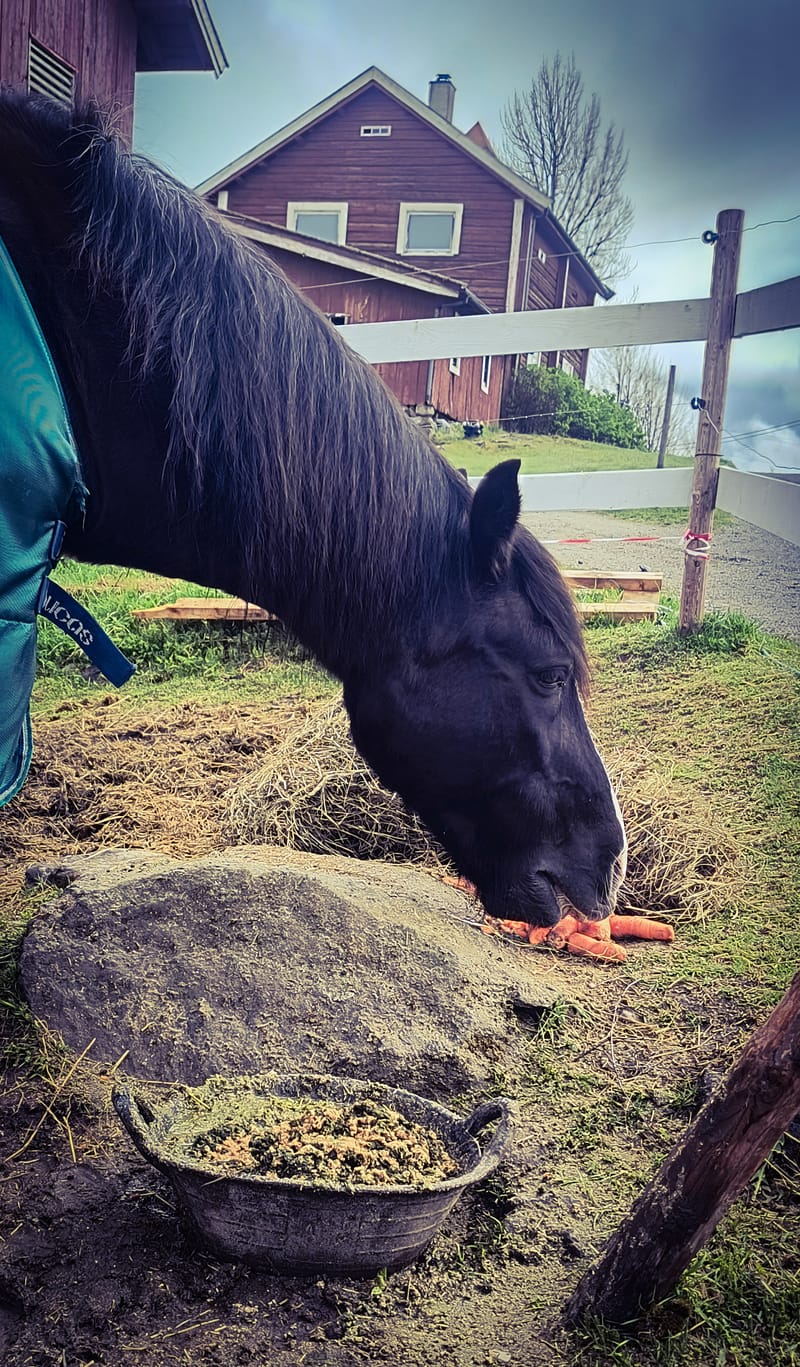 Hest på fõr