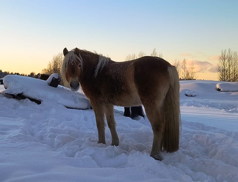 Hest på fõr