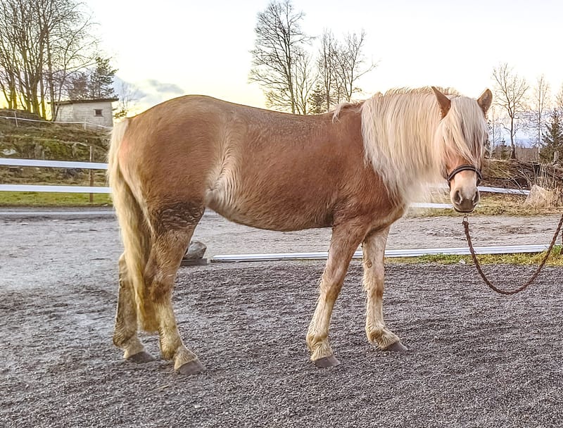 Hest på fõr