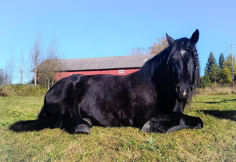 Hest på fõr