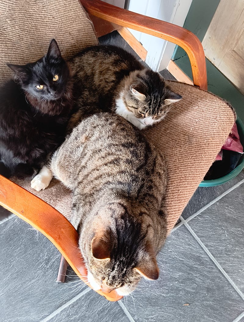 Katter Pus - Kitty - Kätzli - Mitzi - Heidi