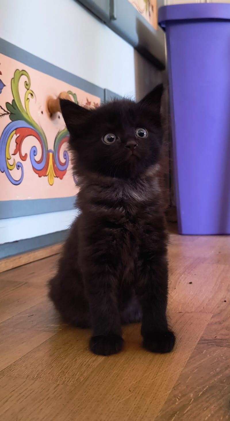 Katter Pus - Kitty - Kätzli - Mitzi - Heidi