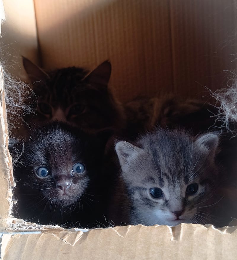 Katter Pus - Kitty - Kätzli - Mitzi - Heidi