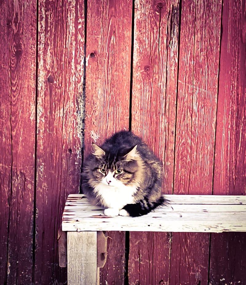Katter Pus - Kitty - Kätzli - Mitzi - Heidi