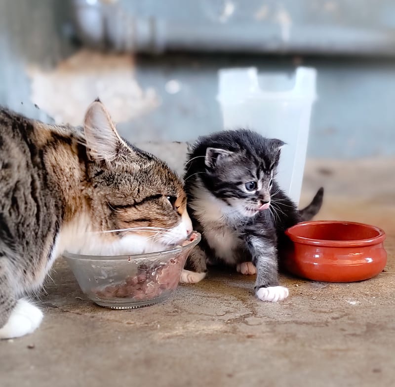 Katter Pus - Kitty - Kätzli - Mitzi - Heidi
