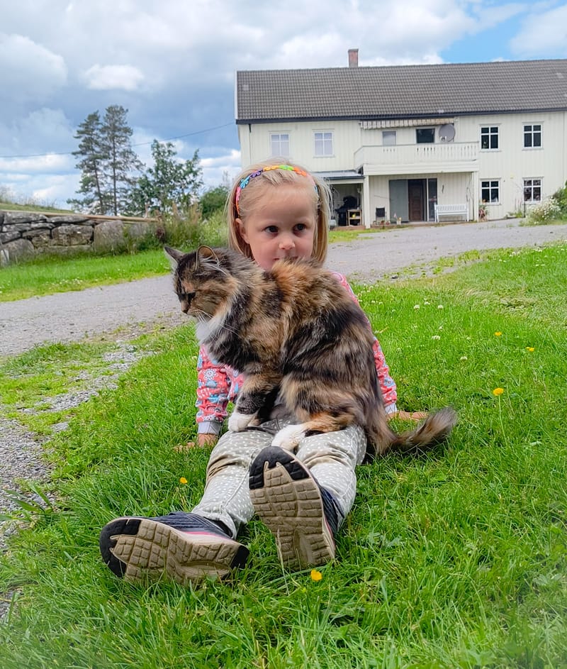 Katter Pus - Kitty - Kätzli - Mitzi - Heidi