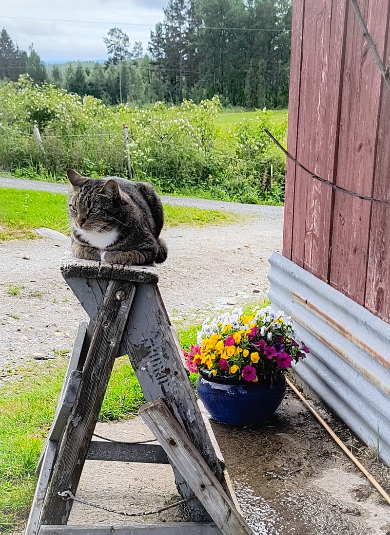 Katter Pus - Kitty - Kätzli - Mitzi - Heidi