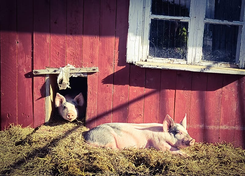 Rosa/Døla Gris