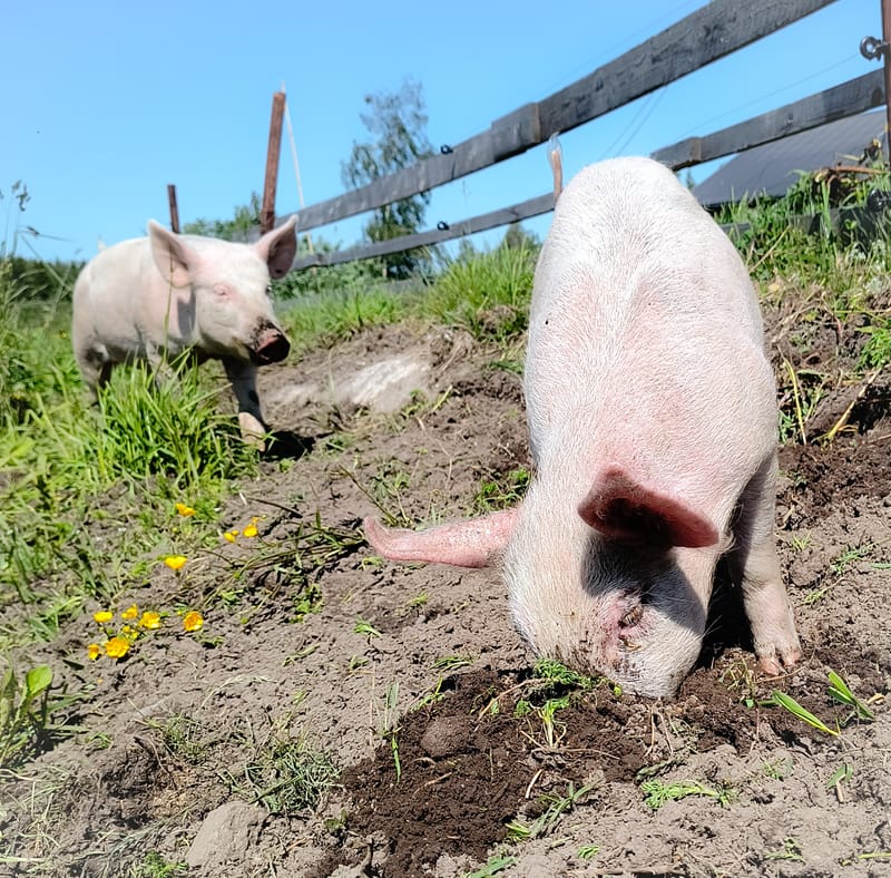 Rosa/Døla Gris