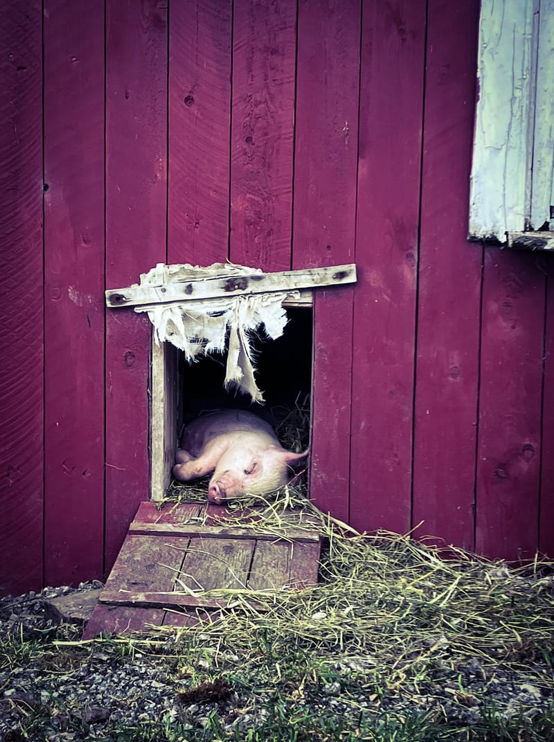 Rosa/Døla Gris