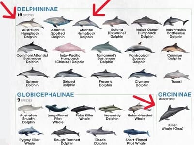 AI Imperfections and Other Online Misinformation