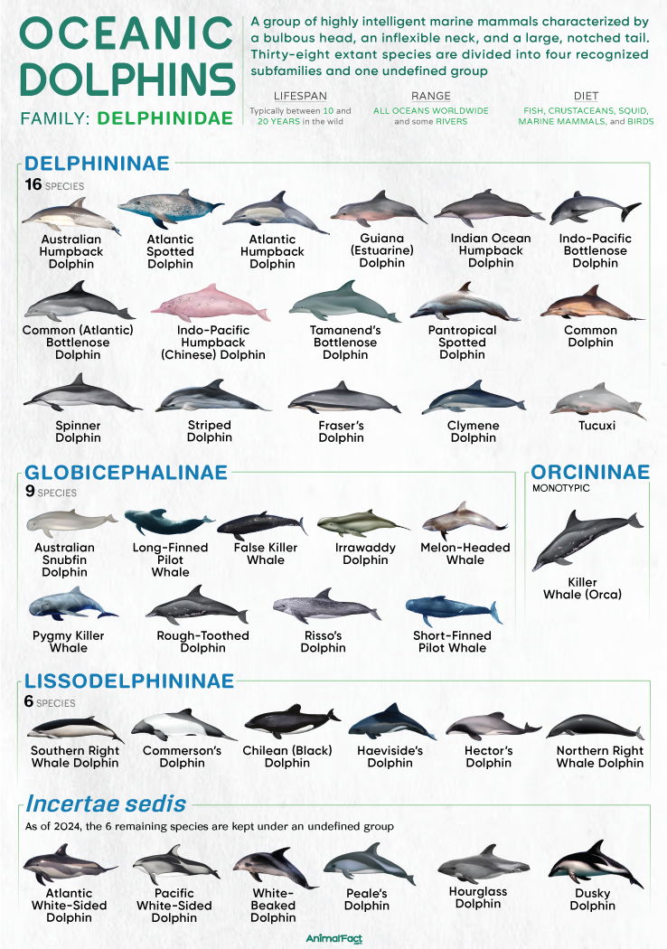 The ‘original’ Oceanic Dolphins poster