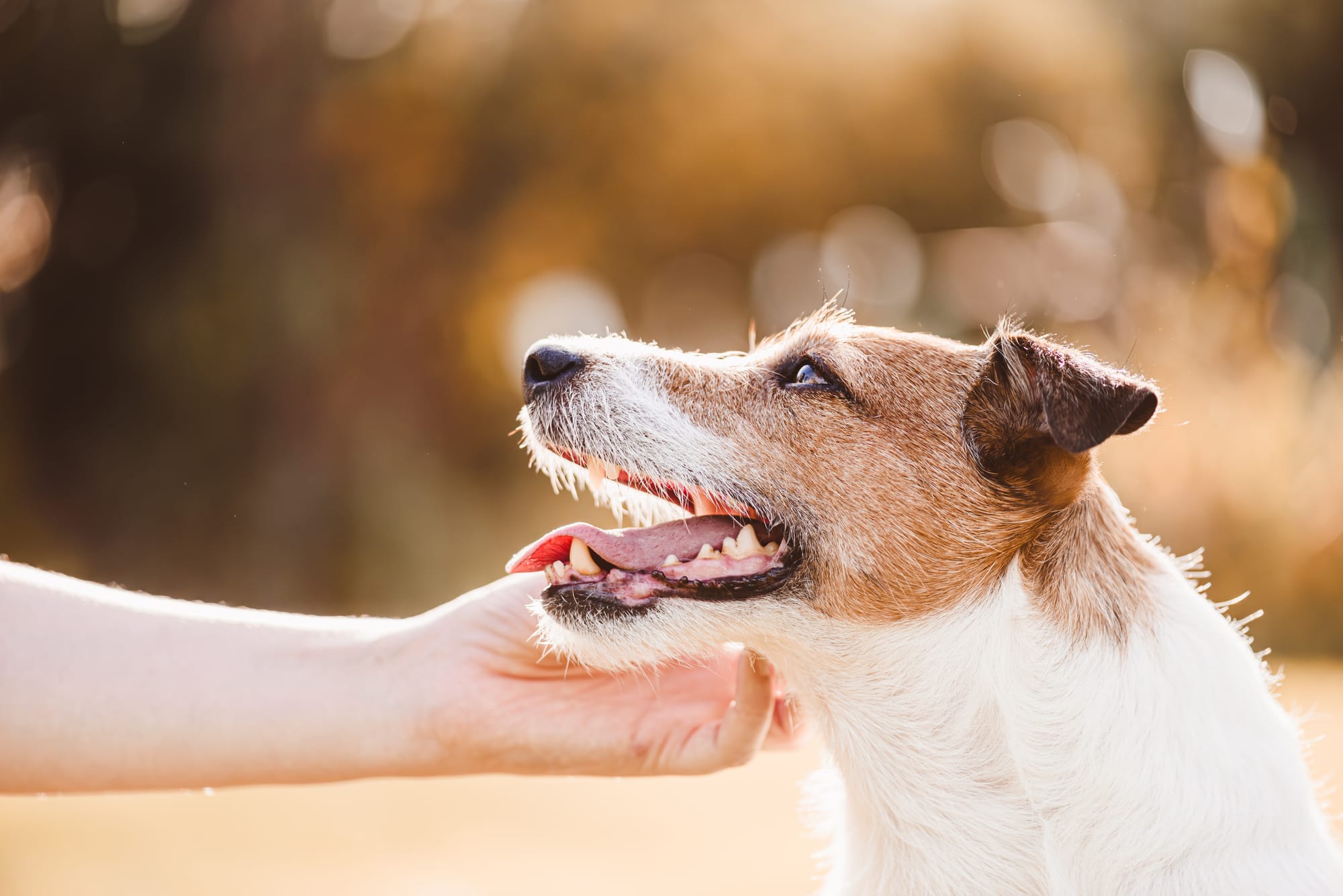 Harina de Carne en la Alimentación de Mascotas: Beneficios Nutricionales