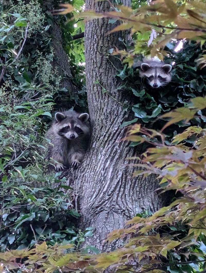 יוצאת אל האור, אל חיים חדשים