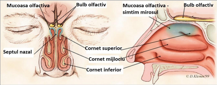 Radiofrecvența cornetelor nazale