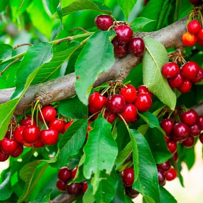 Cireșe și zâmbete de mai