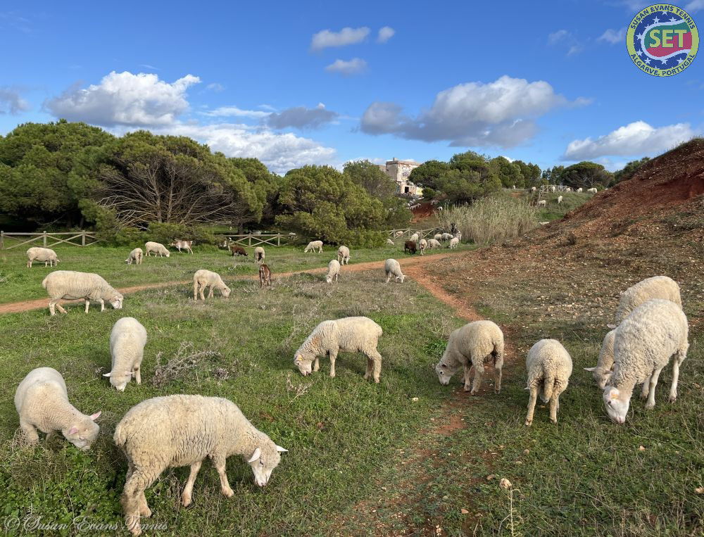 Peaceful Environment