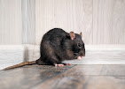 Extermination de Rongeurs