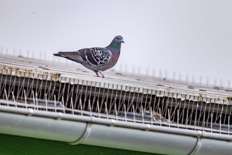dépigeonnage