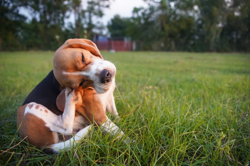 PUPPY TRIMGEWENNING