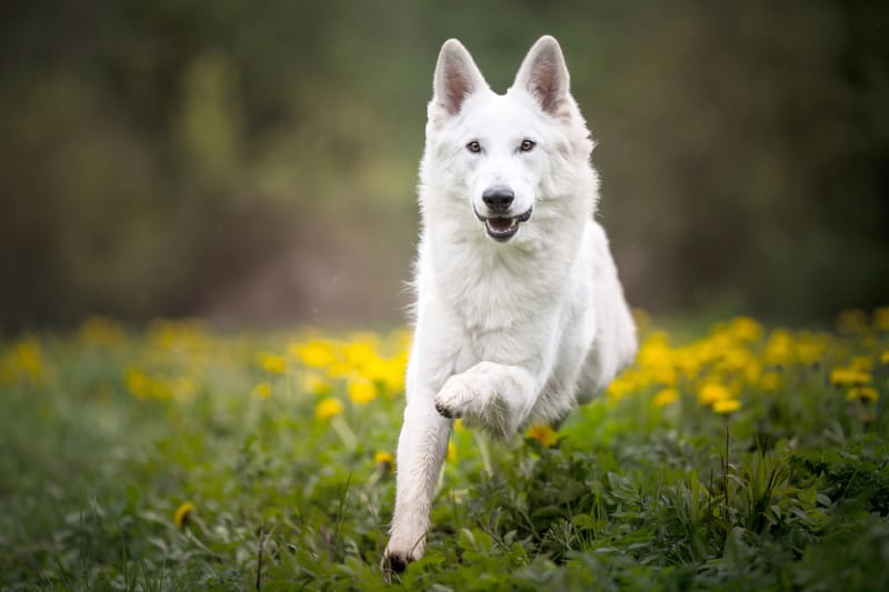 GROTE HOND volledige behandeling