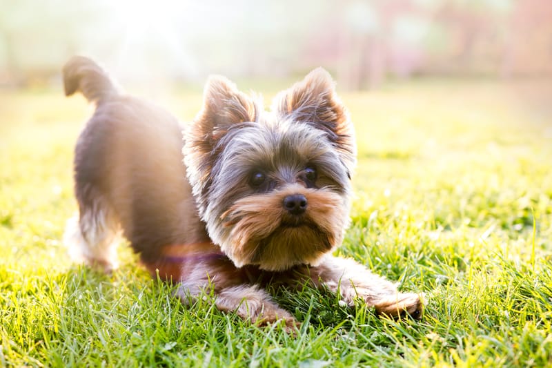 KLEINE HOND wassen en drogen