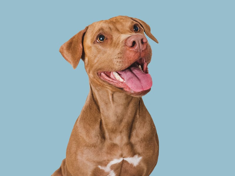MIDDEL HOND volledige behandeling
