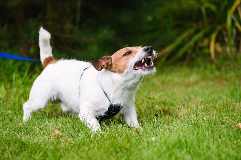 OVERNACHTING HOND DIE NIET SOCIAAL IS NAAR ANDERE HONDEN