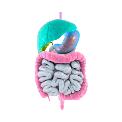 The Digestive System