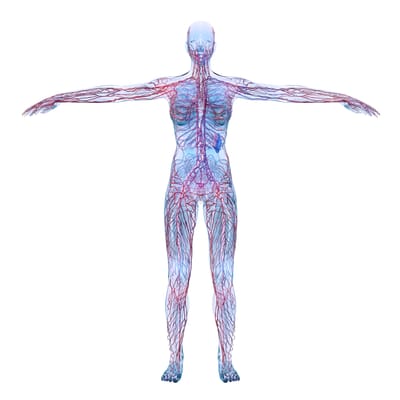 The Lymphatic system