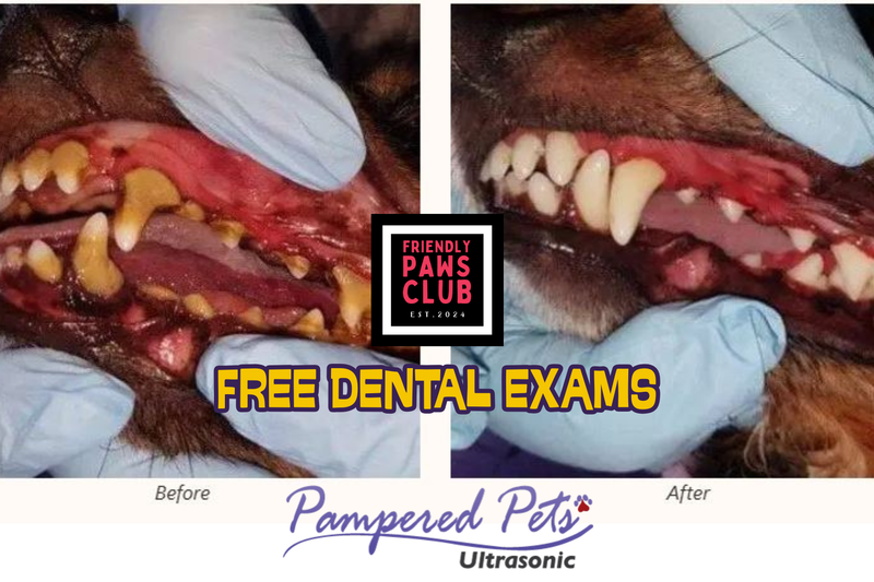 Free dental check ups - Pampered Pets Ulltrasonic Open House
