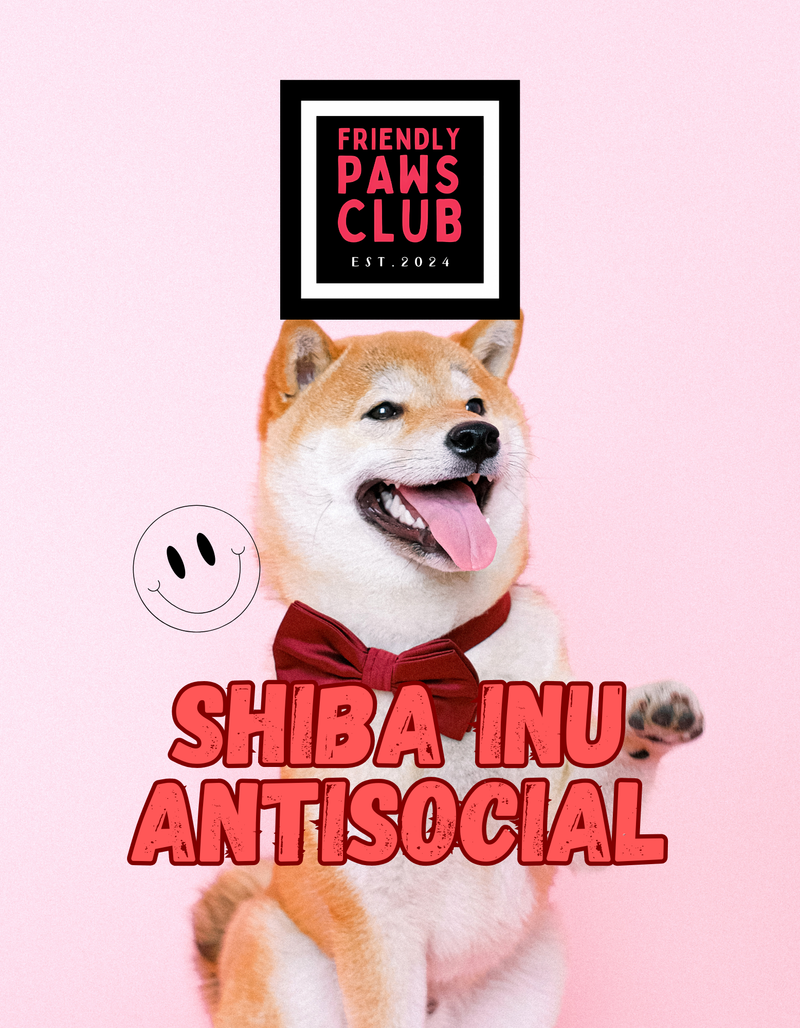 Shiba Inu Antisocial