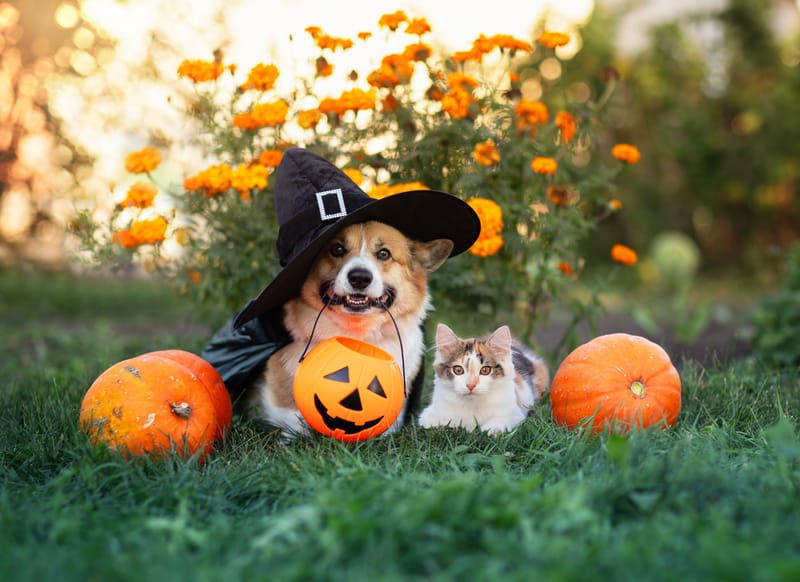 Howl-o-ween Pooch Party