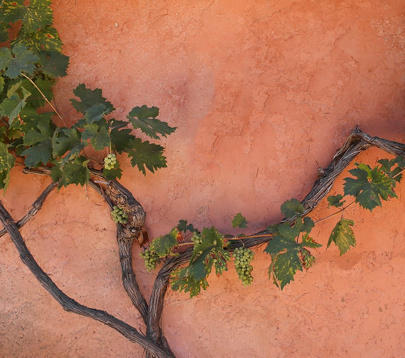 A provence-i bor rövid históriája